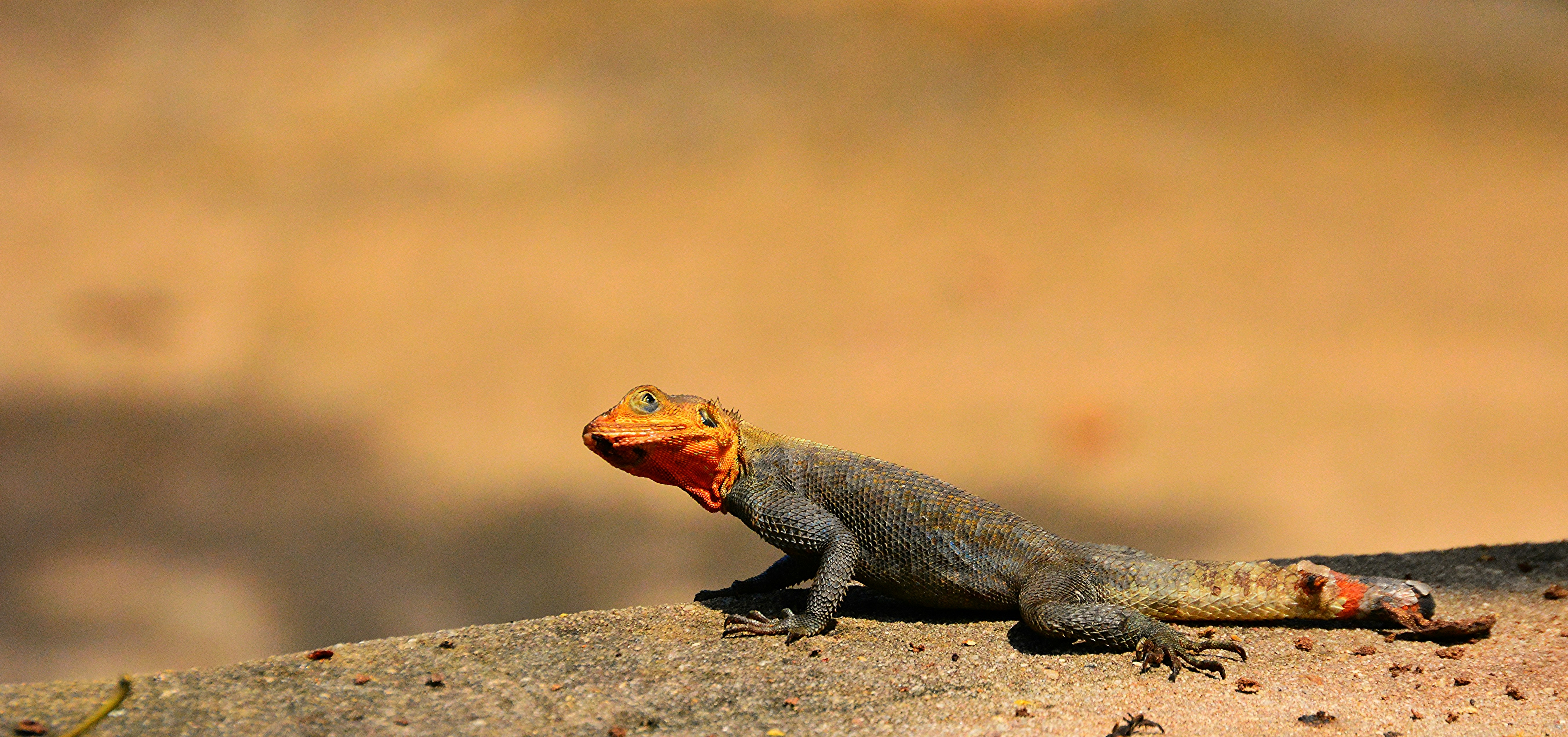 selective focus photography of gray and red lizard